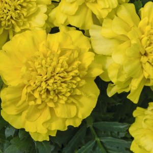 Тагетес отклоненный Super Hero Deep Yellow5